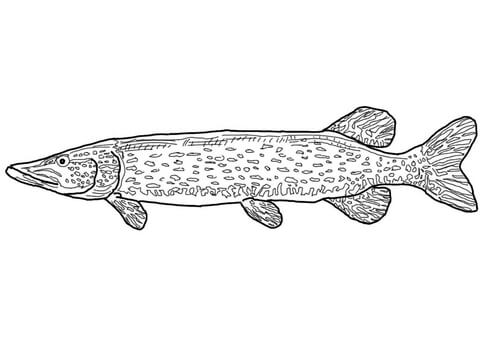 Northern Pike Coloring Page